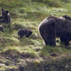 La población de osos alcanza cifras que hacen ver que sí es posible su recuperación. EFE