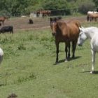 Los caballos se encuentran actualmente bajo custodia de la Junta en las instalaciones de Censyra.