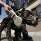 Control de un perro pitbull en una calle de León por agentes de la policía