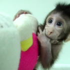 La ONG de defensa de los animales PETA calificó hoy de espectáculo de terror el experimento hecho por un equipo de científicos chinos.