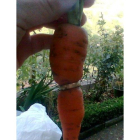 La zanahoria creció dentro del anillo, que estuvo perdido seis años