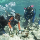 Cerca de 70 buzos de CRF tratando de plantar al menos 1.000 corales para ayudar a mejorar seis arrecifes de los Cayos de Florida.