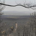 Los árboles quemados se retirarán en el plazo de un año tras la firma del contrato.
