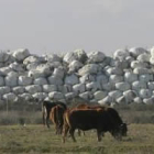 Fardos de basura acumulados en Santa María del Páramo.