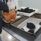 Intervención de las 76 crías vivas de tortuga protegida en una maleta en el aeropuerto de Barcelona.