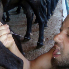El ganadero Marc Vives bebe leche directamente de la ubre de uno de sus animales.
