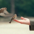 Un hombre mayor da de comer a los pájaros de la ciudad.