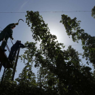 Dos agricultores cortan las trepas durante la cosecha del lúpulo. JESÚS