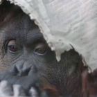 Sandra, la orangután que lleva desde 1994 recluida en un zoológico de Argentina.