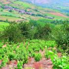 Aspecto del viñedo de Soto del Vicario,con la bodega entre los cerezos y, al fondo, San Clemente.