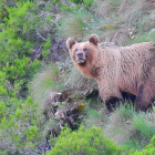 Un ejemplar de oso pardo en el Alto Sil, en una fotografía de archivo. DL