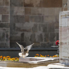 Una paloma en la fuente de San Marcelo.