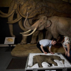 Preparación de la exposición sobre mamuts en Londres.