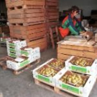 La cosecha de las frutas de pepita ha sufrido este año un importante descenso en el Bierzo