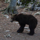 Gioat, el oso liberado en el Pirineo catalán en el 2016.