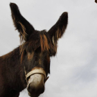 Un burro, en Astorga
