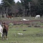 Al fondo, uno de los caballos muertos en la explotación situada a las afueras de Boñar.