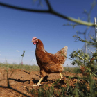 Una gallina en una granja campera. jesús f. salvadores