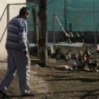 Tomás Gil Álvarez observa sus animales en el gallinero en el que hacen la vida habitualmente