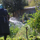 Una mujer riega la huerta de su casa