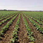 Una plantación de alubia de La Bañeza, situada en la ribera del Órbigo.