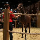 Uno de los jóvenes caballos de carrera, valorado en 1.200.000 euros, que se vendieron en la puja del domingo 16 de agosto en las cuadras de Elie de Brignac en Deauville.