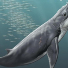 Reproduccion artistica de una ballena primitiva llamada Janjucetus .