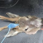 La cabeza de corzo intervenida a los cazadores