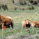 Vacas pastando en la montaña leonesa en la zona de Omaña. MARCIANO PÉREZ