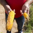 Agricultor con pérdidas en Mansilla del Páramo. F. Otero Perandones.