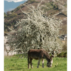Cerezo en flor en Corullón.