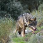 lobo iberico