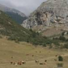 La escasez de pasto por la sequía está afectando a la ganadería de la montaña leonesa