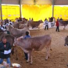 Animales de gran calidad están desfilando por el concurso de raza parda