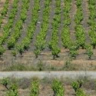 La calidad de los vinos del Bierzo hace difícil que los viticultores opten por arrancar cepas