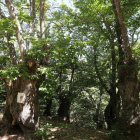 Los sotos de castaños generan una biodiversidad en los valles del Bierzo, además del suculento manjar de las castañas. L. DE LA MATA