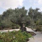 Un olivo del jardín botánico de Montjuïc.