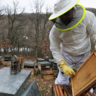 Los apicultores siguen luchando contra la avispa asiática. RAMIRO