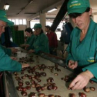 Trabajadoras en el proceso de selección de la castaña en una planta de la comarca.