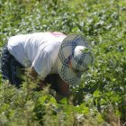Una mujer recoge la cosecha en Villamejil.