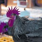 Dos magníficos ejemplares de gallos negros del Penedès