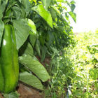 Imagen de una plantación de pimientos, con uno en primer plano.