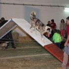 Exposición canina durante la jornada de ayer.