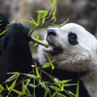 El panda gigante Bao Bao come hojas de bambú en el zoo de Washington.
