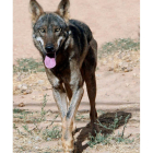 Mientras que en León el lobo es especie cinegética en Asturias está protegido.