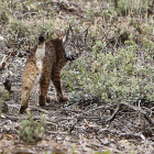Un ejemplar de lince ibérico en suelo español.