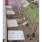 Fotografía de los perros facilitada por el denunciante. DL