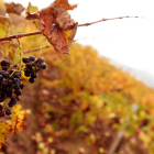 La uva Mencía, típica del Bierzo, en pleno otoño. ANA F. BARREDO