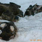 Los cuerpos de los animales muertos y mutilados yacen sobre la nieve en Boca de Huérgano.