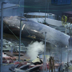 La ballena azul cazada por la compañía islandesa.